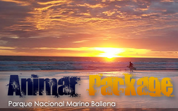 Safari Surf School - Nosara Costa Rica