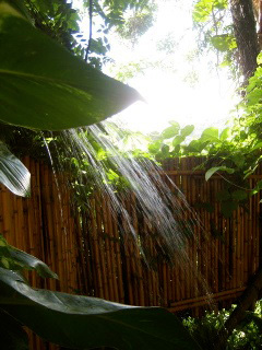 bamboo
