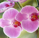 Orchids