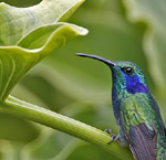 Hummingbird