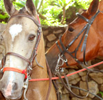 Horseback Tour