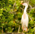 Mangrove Adventures Costa Rica