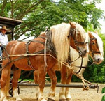 Panaca Costa Rica