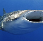 Scuba Diving Adventure - Costa Rica
