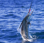Sportfishing Adventures Costa Rica